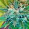 Kannabia Special Max Auto Seeds