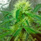 Karibbean Mango (Kannabia Seeds)