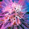 White Widow Automatic feminized seeds