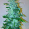 Wipeout Express Auto feminized seeds