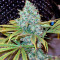Yumbolt 47 feminized seeds
