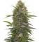 Graines de cannabis Amnesia Kush (Dinafem Seeds)
