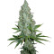Amnesia Lemon