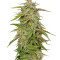 Semi femminizzati Purple Trainwreck