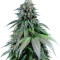 Semi femminizzati Purple Moby Dick