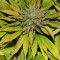 Graines de cannabis Blue Power (Vision Seeds)
