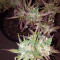 Blueberry Bliss Auto strain