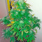 Bubba Kush Autoflowering Seeds