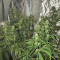 CBD Auto 1:1 (CBD Crack) feminized seeds