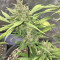 Crystal METH Auto Seeds