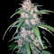 Hashchis Berry strain