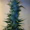 Graines de cannabis Massive Midget Auto (Heavyweight Seeds)