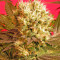 Motavation feminized seeds