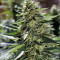 Sour Diesel #2 Regular seeds