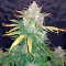Haze XXL Autoflowering Seeds