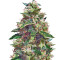 Amnesia Haze Auto feminized seeds (Vision Seeds)
