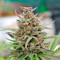 Baby Boom Auto Seeds