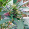 AK-47 regular (Serious Seeds)