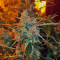 Auto American Pie (Pyramid Seeds)