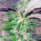 Biddy Early regular (Serious Seeds)