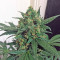 Blue Kush strain