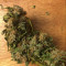 Graines de cannabis Blue Power (Vision Seeds)