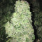 Blueberry Bliss Auto strain