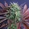 Brainstorm strain