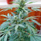 Karibbean Mango (Kannabia Seeds)