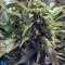 Orange Hill Special feminized seeds