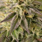 Remo Chemo (Dinafem Seeds)