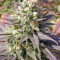 Warlock (Serious Seeds)