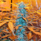 K-Train feminized seeds