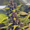 Graines de cannabis Red Poison Auto (Sweet Seeds)