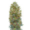 Auto Bubble Gum (00 Seeds)
