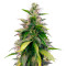 Graines de cannabis Auto Original Berry (Victory Seeds)