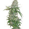 Semi femminizzati Buddha Quasar