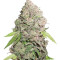 CBD Charlotte’s Angel strain
