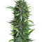 Sour Diesel Auto feminized seeds