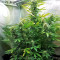 GG#4 Original Glue Auto Seeds