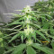 Pineapple Chunk Seeds
