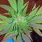 Sour Blueberry (Humboldt Seeds Organization)