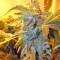 Thai Fantasy (Kannabia Seeds)