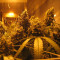 Cannatonic Seeds