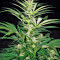 Semi femminizzati Critical Mass CBD