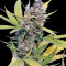 Semi femminizzati Honey B
