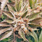 Kali Mist Regular seeds