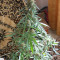Pure AK fem (Female Seeds)
