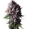 Auto Purple strain