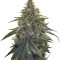 Desert Diesel (Humboldt Seeds Organization)